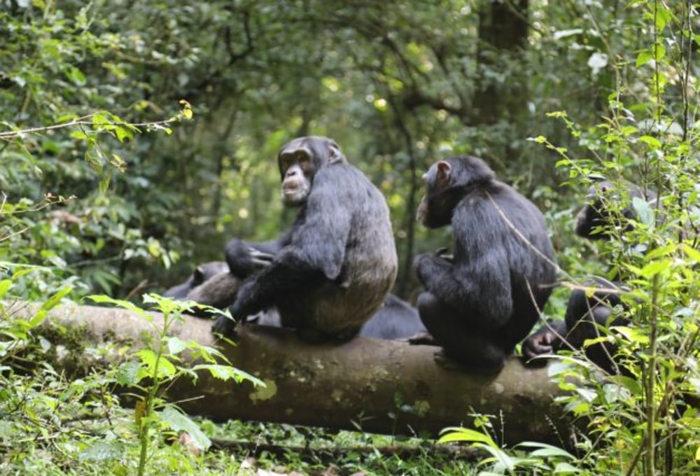 Bigodi Sümpfe & Schimpansen Tracking